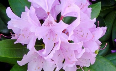Rhododendron Catawbiense Glandiflora C2